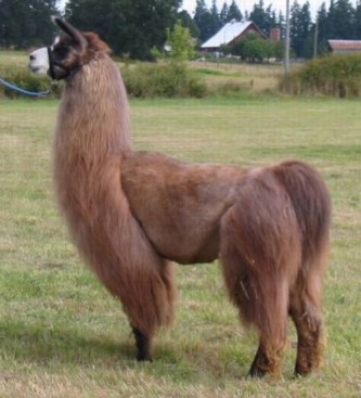 BUCKSKIN 2007